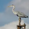 C'est un très grand oiseau. Il fait environ **1 m de grandeur**. Légèrement plus petit qu'une cigogne.