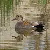 On ne peut le confondre avec le **mâle en plumage nuptial** que l'on reconnaît à son plumage **grisâtre**, de **longues plumes sur le dessus** et l'arrière noir.