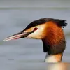 Il a un bec **long, mince et assez clair**. Un **trait noir** le relie à l'œil.