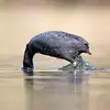 Pour trouver de la nourriture, elle plonge avec un **petit saut**, s'enfonce dans l'eau avec ses pattes lobées et **remonte comme un bouchon** qui flotte.