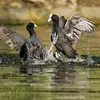 Puis, elles s'affrontent à **coup de pattes et de bec**, en déployant leur **ailes vers l'arrière** pour déstabiliser l'adversaire.