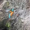 Pendant la becquée, les petits sont **disposés en étoiles, bec vers l'extérieur** et sont nourris chacun leur tour.