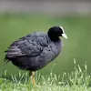 Ses ailes **courtes et arrondies** épousent la forme du corps.