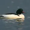 Le mâle en **plumage nuptial** est **blanc à beige rosé** avec la tête **noire à reflets vert foncé**, la huppe **bien lissée** et le dessus du corps **noir**.