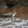 Il peut **marcher au fond** de l'eau, car ses **os sont pleins** (contrairement aux autres oiseaux qui ont les os creux).