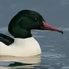 Son bec est **rouge, étroit et crochu à l'extrémité**.