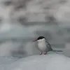 Elle traverse ensuite les étendues océaniques pour atteindre l'**Antarctique** pour **hiverner**.