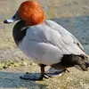 Ses pattes sont **courtes, palmées** pour s'adapter à la nage.