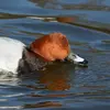 Le Fuligule milouin cherche sa nourriture **en plongeant au fond de l'eau** ou en barbotant.