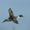 En Europe, le **Canard pilet** est **encore plus migrateur**. Très peu sont sédentaires. Il passe l'**hiver** en **Europe occidentale et en Afrique**.