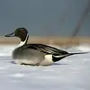 On ne peut le confondre avec le **mâle en plumage nuptial** que l'on reconnaît à sa **très longue queue**, à son plumage **très contrasté**, ainsi qu'à sa **tête brun chocolat** marquée d'un **trait blanc** dans le cou.