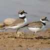 À l'arrivée sur son site de reproduction, le mâle réalise des **vols nuptiaux** accompagnés de **cris qui évolueront vers le chant** quand la femelle le rejoint.