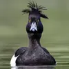 Le Fuligule morillon peut vivre **quinze ans** environ.