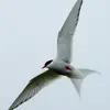 Les ailes sont **longues, étroites et pointues**.