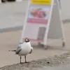 **Opportuniste**, elle mange dès qu'elle trouve de la nourriture.