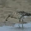 Tandis que les mâles attaquent les **proies plus en surface**, comme les crabes.