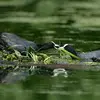 Le nid est un amoncellement de végétaux, tiges, roseaux, placé en hauteur dans une **touffe** ou sur un **radeau végétal**.