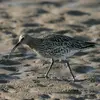 Le plumage est **brun rayé et régulièrement tâcheté** de sombre.