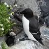 Le Pingouin torda niche sur les **falaises**, dans de **larges cavités ou éboulis** et parfois dans les **terriers comme le Macareux moine**.
