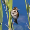 Il est **insectivore à la belle saison**.