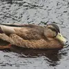 Lorsque le **mâle** subit la **mue de fin d'été**, son plumage **ressemble à celui de la femelle**. On parle de **plumage d'éclipse**. Il retrouvera son plumage initial en 3 à 4 semaines.