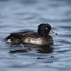 Le **mâle en éclipse** a le plumage nuptial qui devient **brun sombre presque noir** et les **flancs sont plus clairs** et ternes.