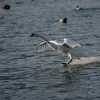 Pour s'envoler, il doit **courir sur l'eau** en **battant fort les ailes**.