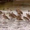ou **migrateur** en été en remontant dans une grande partie de l'Europe et hivernera autour du bassin méditerranéen et sur les côtes d'Europe de l'Ouest.