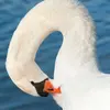 La femelle arrache un peu de son **duvet ventral** pour en garnir le nid qui contiendra la **couvée de 5 à 12 oeufs**.