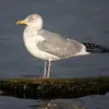 En hiver, des **tâches brunâtres** apparaissent sur la tête et la zone autour de l'oeil est **plus sombre**.