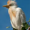 On la distingue facilement du **Héron garde-bœufs** en **plumage nuptial**, car celui-ci est blanc **nuancé d'orangé**.