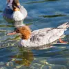 Ainsi, il cherche sa nourriture dans des **eaux profondes, claires et poissonneuses**.