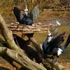 Lors de la parade nuptiale, mâle et femelle ont les **ailes dressées**, laissant apparaître la tâche blanche sur la cuisse, la **queue relevée**, **cou et bec vers le ciel**.