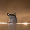 C'est un **canard barboteur**. Pour se nourrir, il ne fait que **basculer le corps** pour prospecter l'eau et la vase, **sans plonger**.