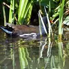 La Gallinule poule-d'eau est très **peureuse**.