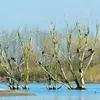 En **hiver**, les individus se rejoignent **en dortoir** dans un arbre près d'une rivière. Ils reviendront l'hiver prochain, parfois sur le même arbre.