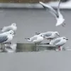 Quand il vente, elle se met en position horizontale, **face au vent, la tête rentrée**.