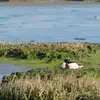 Le Tadorne de Belon installe son **nid** dans un **ancien terrier de lapin ou de renard** ou simplement au sol, dans la végétation.