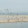 D'octobre à avril, on les retrouve avec les **colonies de mouettes** sur les quais des ports, les ponts, dans les plans d'eau de jardin… (souvent des juvéniles).