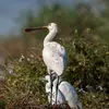 Il reçoit **une nichée par an** de 3 à 5 œufs en **avril-mai**.