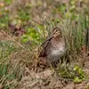 Son **nid** est installé dans une **dépression au sol,** sur une **petite touffe d'herbe**, souvent **bien caché** dans la végétation.