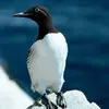 Certains individus présentent un **cercle oculaire blanc et une ligne blanche partant de l'œil**. Il s'agit de la **variété "bridée"** souvent rencontrée **plus au nord**.