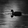 On l'entend beaucoup **la nuit**. Elle vole avec un **éternuement trompettant** "pè-èü-pè-pè"