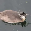 Ses pattes sont **palmées**, mais chaque doigt reste indépendant. On parle de **palmure lobée**.