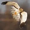 Vu du dessous, on peut le **confondre avec le Busard Saint-Martin** mais celui-ci a les **ailes plus courtes** avec de **larges pointes noires** au bout des ailes et un **bord gris sur l'arrière**.