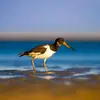 Les juvéniles sont plutôt **brunâtres**, les pattes **grisâtres**, la **pointe du bec noire** et les yeux **bruns**.