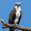 On trouve **quelques rares sédentaires** sur la **côte méditerranéenne**.