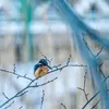 A l'arrivée de l'hiver, **mâle et femelle se séparent** tout en continuant à **défendre le territoire** commun.