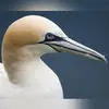 Il n'a pas de glande à sel qui évacue le sel en excès, mais le sel est évacué **par le bec**.