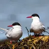 Même si les couples passent une **grande partie de l'année séparés**, ils sont **unis pour la vie** et **se retrouvent** au même endroit chaque printemps **pour la reproduction**.
